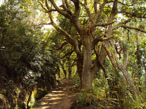 Levada da Serra