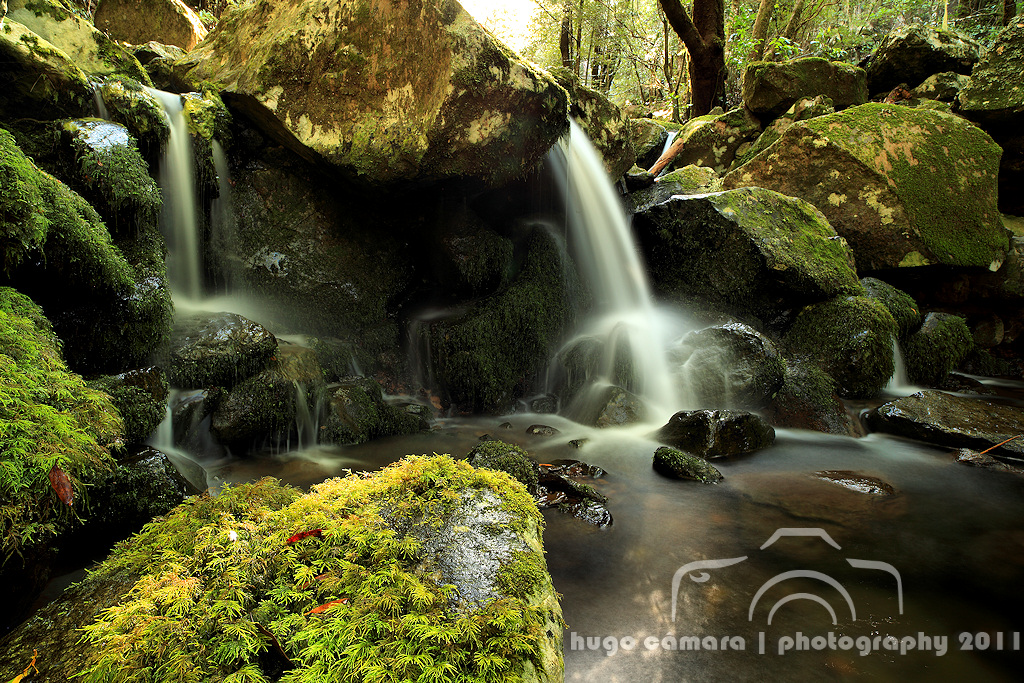 Levada dos Cedros